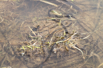 Newt caviar in water, spring breeding season