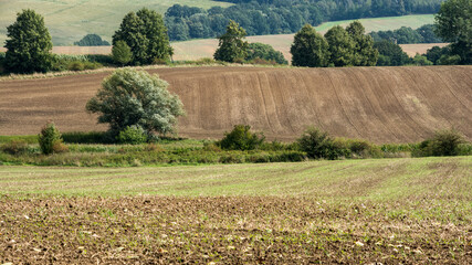 Krajobraz, wiosna, pola uprawne, drzewa, zarośla. © Andrzej Michaluk