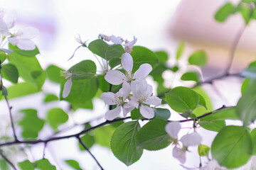 Spring white flowering trees with green leaves