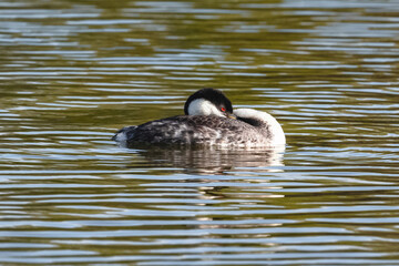 Close up of a Western Grebe in a lake, with its bill tucked under its long neck while in a laid back position, with its bright red eye and head visible.