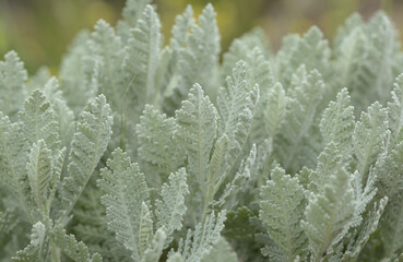 Flora of Gran Canaria -  Tanacetum ptarmiciflorum, silver tansy, 
plant endemic to the island, natural macro floral background