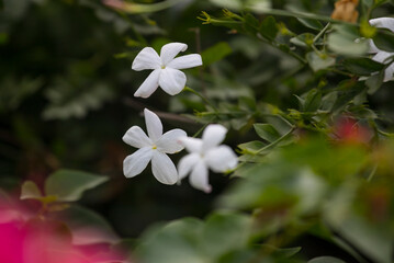 flore méditerranéenne