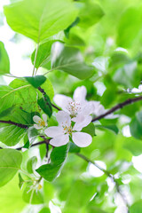 Spring white flowering trees with green leaves