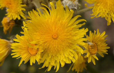 Flora of Gran Canaria -  Sonchus acaulis, sow thistle endemic to central Canary Islands natural macro floral background

