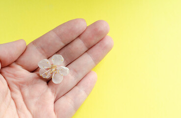 delicate apricot flowers in the hands of a girl n bright yellow background