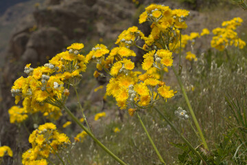 Flora of Gran Canaria -  Sonchus acaulis, sow thistle endemic to central Canary Islands natural macro floral background
