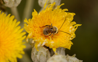 Flora of Gran Canaria -  Sonchus acaulis, sow thistle endemic to central Canary Islands natural macro floral background
