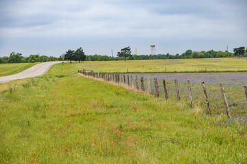 Fototapeta na wymiar Bluebonnets wildflowers in a field behind a wooden fence line along a Texas backroad