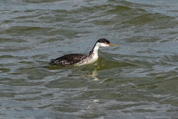 A Western Grebe with bright orange at the base of its bill swimming against the tide in a turbulent lake.