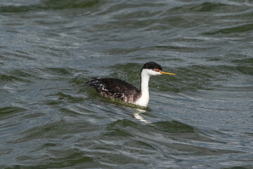 A Western Grebe with bright orange at the base of its bill, swimming over a wave in a turbulent lake.