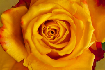 Golden yellow rose in macro close up view