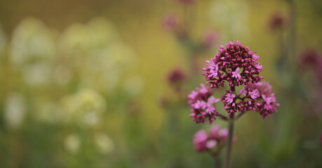 Flora of Gran Canaria -  Centranthus ruber, red valerian, invasive in Canaries natural macro floral background

