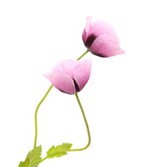 Flora of Gran Canaria -  pink Papaver somniferum poppy isolated on white
