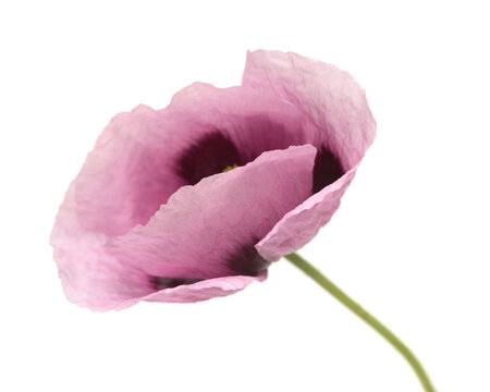 Flora of Gran Canaria -  pink Papaver somniferum poppy isolated on white
