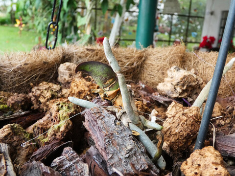 Cesta de ramas, brotes y hojas secas en el patio trasero de una casa