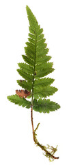 Green fern branch isolated on white background © Elena