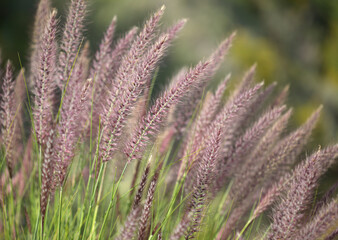 Flora of Gran Canaria -  Cenchrus setaceus, crimson fountaingrass, highly invasive species natural macro floral background
