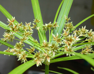 Center of a thin green flower with buds coming out of it