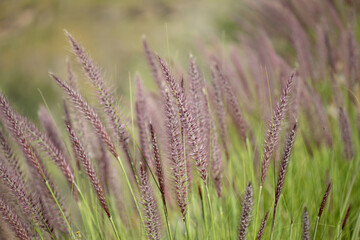 Flora of Gran Canaria -  Cenchrus setaceus, crimson fountaingrass, highly invasive species natural macro floral background
