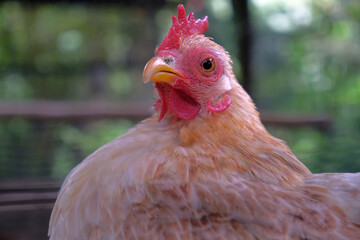 short-legged Bantam chicken - close up details of bantam hen, hen on farms.