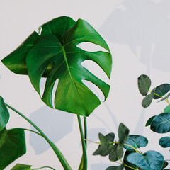 Home gardening concept. Green leaves of monstera house plant against grey wall. Indoor potted tropical plant. 