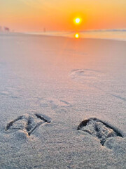 Bird feet in the sand