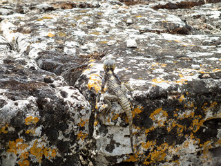 lizard on the stone