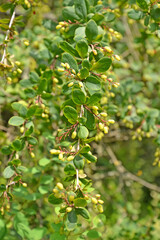 Fototapeta na wymiar Immature barbaris Canadian berries (Berberis canadensis Mill.)