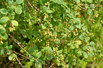 Branches with Canadian barbaris fruits (Berberis canadensis Mill.)