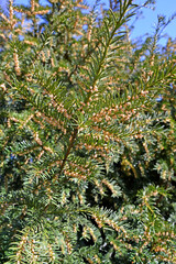 Flowering yew berry (Taxus baccata L.). Spring