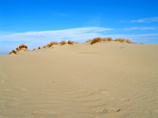 Endless sands of the Curonian Spit. Kaliningrad region