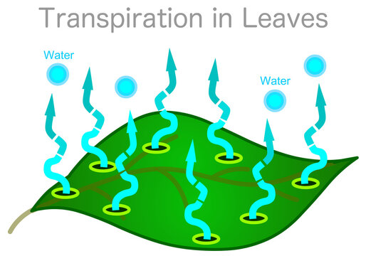 Leaf surface, transpiration. Expulsion of water vapor, dew  is called transpiration. Evaporation are provided by the pores called stomata that open and close in the leaves of the plant. Vector graphic