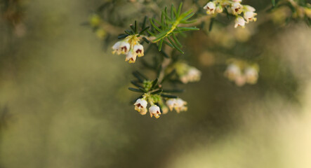 Flora of Gran Canaria -  small white flowers of Erica arborea Tree Heather natural macro floral background
