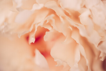 Close up of peony flower petals as background in vintage style