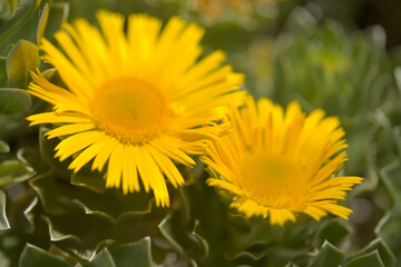 Flora of Fuerteventura - Asteriscus sericeus, the Canary Island daisy silky silver leaves natural macro floral background
