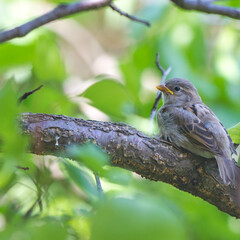 Sparrow chick with yellow beak sitting on a branch (Passer montanus)