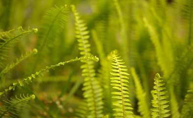 Green fresh fronds of fern natural macro floral background
