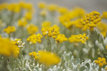Flora of Lanzarote - Helichrysum gossypinum, cotton wool everlasting, Vulnerable species
