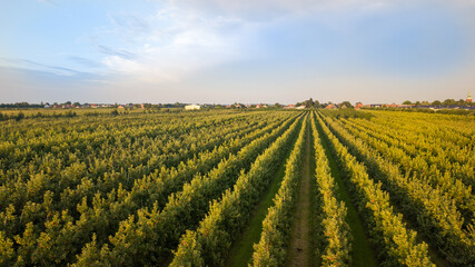 Apfelbäume in Hamburg