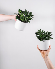 Close up of hands holding jade plant pots
