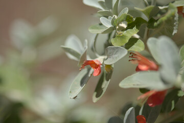 Flora of Gran Canaria - flowering Teucrium heterophyllum, species of  germander endemic to Macaronesia natural macro floral background
