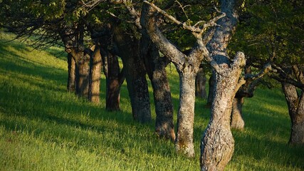 Fototapeta premium Old trees are waiting for the sun's rays in the orchard behind the village.