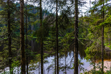 Obraz premium The Black Forest of Germany