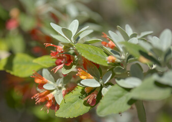 Flora of Gran Canaria - flowering Teucrium heterophyllum, species of  germander endemic to Macaronesia natural macro floral background


