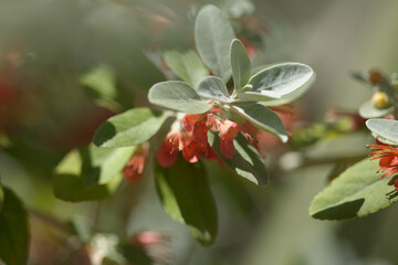 Flora of Gran Canaria - flowering Teucrium heterophyllum, species of  germander endemic to Macaronesia natural macro floral background

