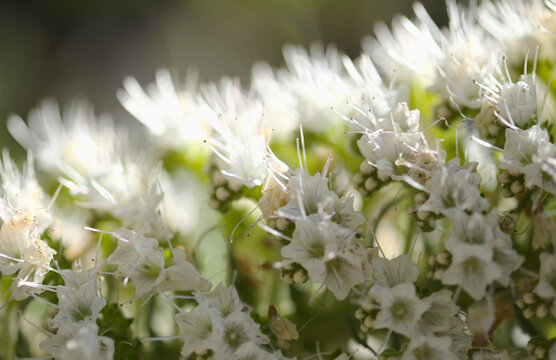 Flora of Tenerife -  Echium simplex, white flowers of bugloss endemic to the island natural macro floral background
