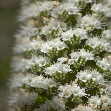 Flora of Tenerife -  Echium simplex, white flowers of bugloss endemic to the island natural macro floral background

