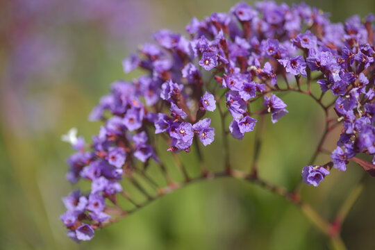 Flora of Gran Canaria -  Limonium preauxii, Sea lavender endemic to the island 