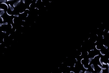 Feather abstract. Nature bird feather texture closeup falling on black background. Elegant expressive artistic image fragility of nature.