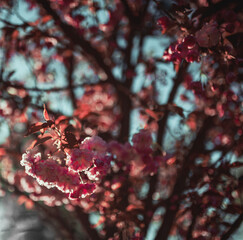 pink sakura flowers on the tree against the sky close-up